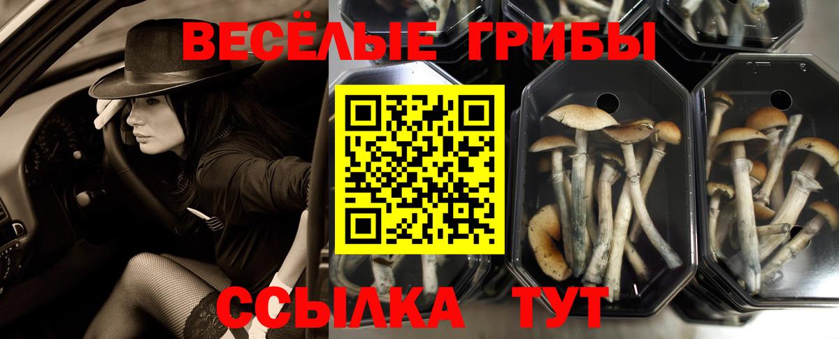 цены наркотик  Вход с VPN  Приморско-Ахтарск  Галлюциногенные грибы Magic Shrooms 